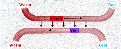 An illustration showing counter-current heat exchange. The image shows two blood vessels running next to each other, blood running in opposite directions in each vein. Blood runs from left to right in the top vessel, labelled "artery", and text reads "warm" on the left side and "cool" on the right side. The blood in the bottom vessel, labelled "vein" runs from right to left, with text reading "cool" on the right side of the bottom vein and "warm" on the left side. Arrows point down from the top artery to the bottom vein. This shows as blood leaves the heart, it is warm. But as blood leaves the external regions of the body closer to seawater, it is cooled by the water. This counter-current heat exchange warms the blood as it re-enters the body from the exterior of the fish.