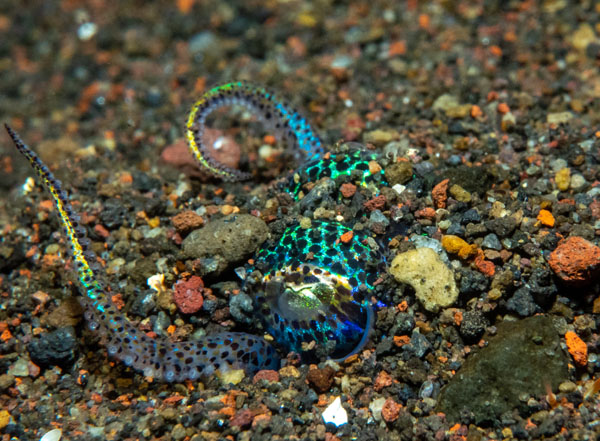 A photograph of a hummingbird bobtail squid. The squid is mostly buried in the rocky sediment, with just its two eyes and two tentacles visible above the sediment. The eyes are a glittery pale green, with a slim horizontal pupil. The body visible around the eyes is covered in black spots, reflecting a fluorescent peacock green and blue in color. The arms look mostly translucent, but there are flashes of fluorescence running down them, dark blue closer to the body transitioning to light blue, then green, then yellow.