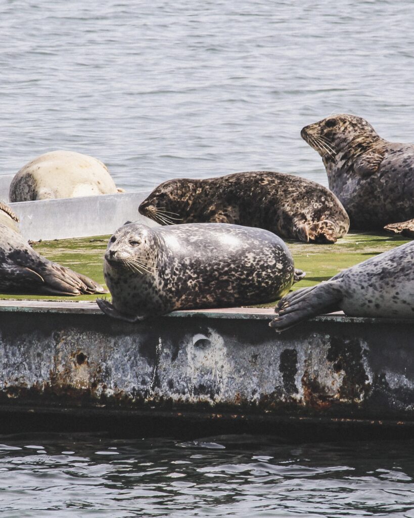 The image shows a few seals laying on a haul out dock which borders a small harbor. The seal in the middle of the frame, the focus of the shot, stares off into the middle distance in a pondersome fashion. The seals behind it look relaxed, one with its head down and one with its head up, also staring off into space.