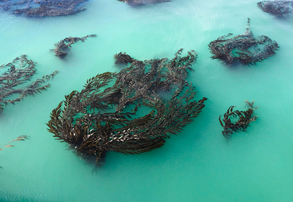 This image was captured from a pier (not visible in the shot) looking down on the ocean. The water is teal and milky, the visibility would be low for a scuba diver in those conditions. At the surface float big patches of giant kelp, swirling up and towards the top right of the frame, indicating a current. This image was captured in Avila Beach, California, which is along the central coast, an area famous for kelp forests.