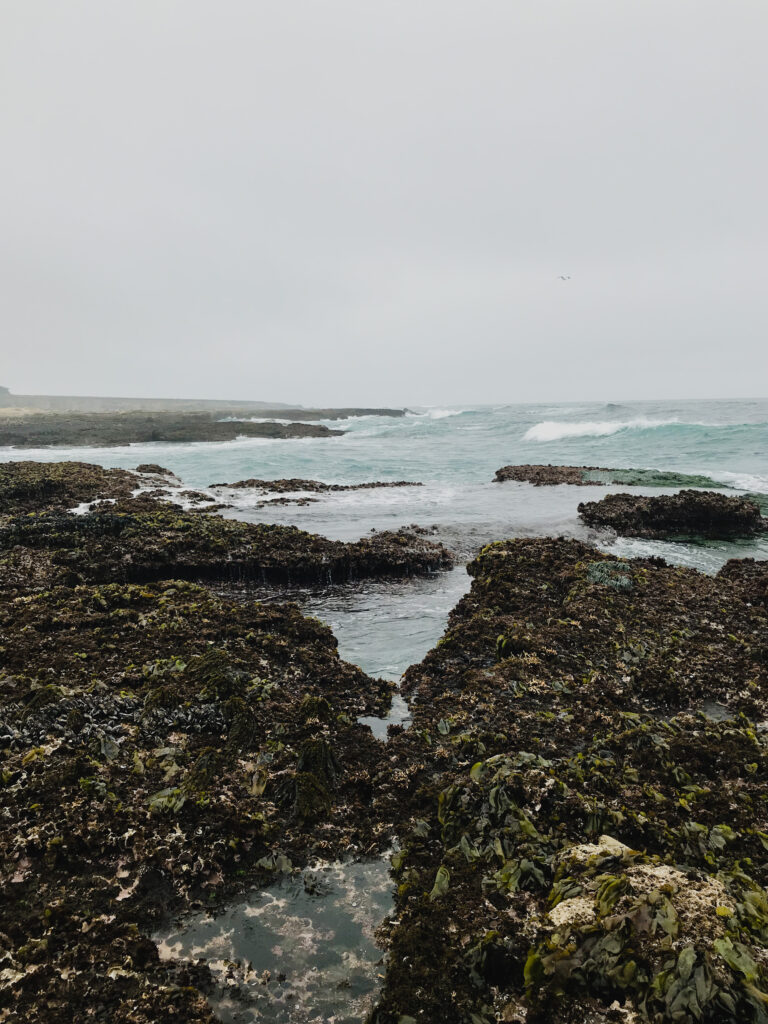 This image was captured by the seaside. It is a cloudy, foggy day. The water appears to be a muted teal in front, but in the foreground is a swath of algae-covered rocks. In the very bottom of frame is a tide pool, surrounded by algae growing on the rocks. The algae is turning the rock formations a muddy greenish-brown color, and the image is muted due to the cloud cover. This image was captured at a tidepooling site in central California, near San Luis Obispo, California.