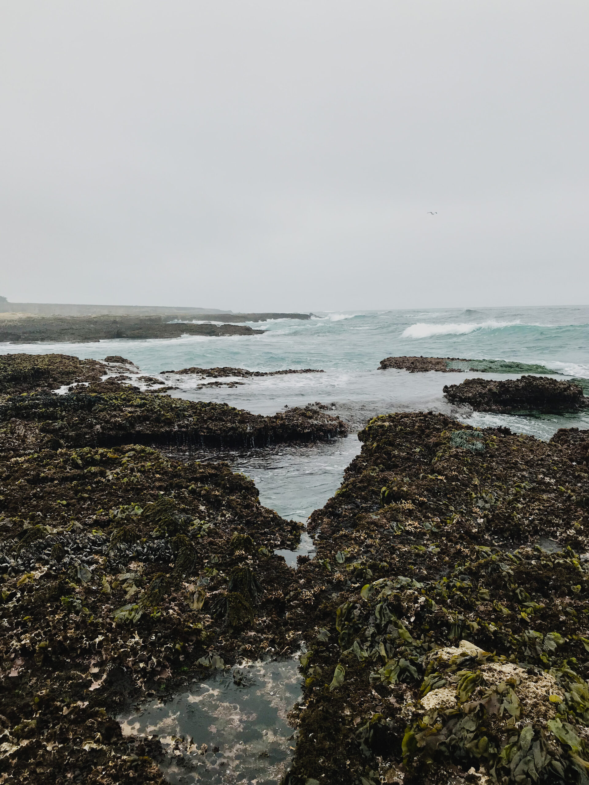 This image was captured by the seaside. It is a cloudy, foggy day. The water appears to be a muted teal in front, but in the foreground is a swath of algae-covered rocks. In the very bottom of frame is a tide pool, surrounded by algae growing on the rocks. The algae is turning the rock formations a muddy greenish-brown color, and the image is muted due to the cloud cover. This image was captured at a tidepooling site in central California, near San Luis Obispo, California.