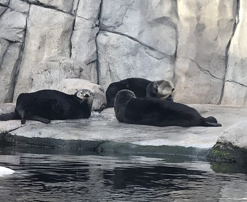 Three sea otters at the Monterey Bay Aquarium laying out of the water on the ground. One has its paws over its mouth and is looking at the camera. One is facing away from the camera, and the other is shaking its head. All three have silver faces and dark bodies, and are splayed out on the ground. They are rolling in ice cubes.