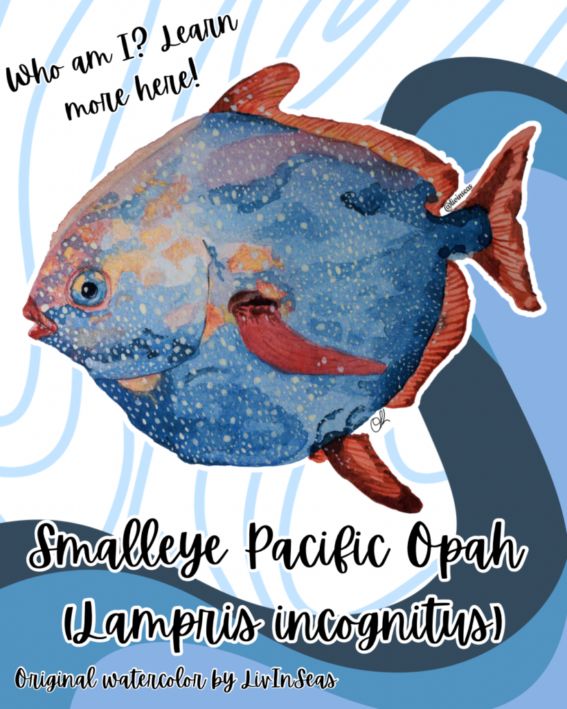 An infographic about an Opah species. the top of the infographic features an Opah, a blue, disc-shaped fish with bright red fins. text reads: Smalleye Pacific Opah (Lampris incognitus). Found in the northeast Pacific, caught primarily off the coast of California. Found between depths of 50-500 meters (~160-1640 feet). Use oscillatory movement of pectoral fins to maintain high speeds. Employ a lift-based thrust mode. lunate tail fin: maximizes thrust, minimizes drag. dorsal and anal fins retract into grooves. Opah are the only fish known to exhibit "whole-body endothermy". This trait is found in mammals and birds. some fish exhibit regional endothermy (lamnid sharks, tuna, swordfish). The combination of endothermy and being built for speed makes these fish highly efficient, fast predators in the deep sea.
