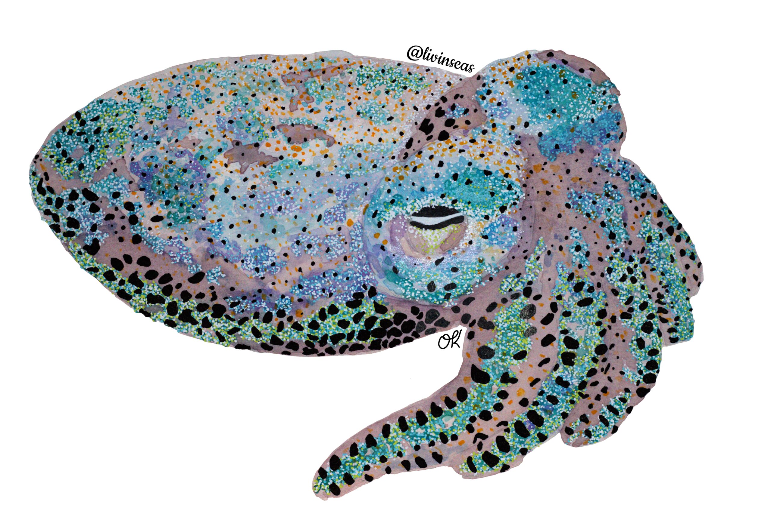 A watercolor painting done by LivInSeas featuring a hummingbird bobtail squid. The squids body is a faint, dusky purple color, and its covered with large patches of whitish or fluorescent blue/green color. The eyes are horizontal slit shapes. Five tentacles are visible, each having a line of fluorescence running down the center of each arm. The squid is covered in black spots across the entire body. The black spots are larger on the arms and lower body of the squid, and much smaller on the upper body.