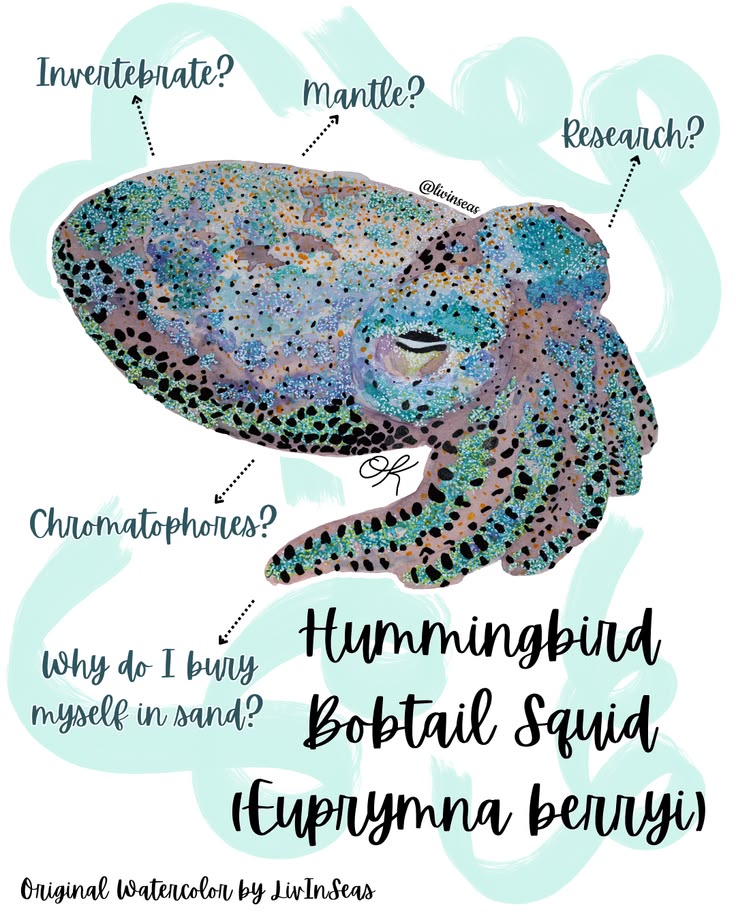A infographic about the hummingbird bobtail squid, featuring an original watercolor painting. The squid is somewhat fluorescent in color, with splashes of green, blue, purple, and silver. it is covered in small, black dots. The text reads: "Original watercolor by LivInSeas. Hummingbird bobtail squid (Euprymna berryi). native to tropical waters in the central Indo-Pacific. lives in coastal, seafloor habitats. prefers fine, sandy sediments to bury itself within. found in shallow waters down to 107 meters. invertebrates lack a vertebral column. have chromatophores - neuromuscular organs in the skin that help the squid camouflage. crypsis: the ability to match background. important species in laboratory science. suit aquaria settings well. using E. berryi, researchers demonstrated vessel noise significantly alters organism behavior.