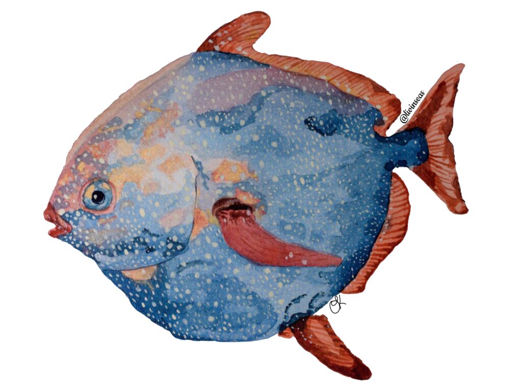 A painting of a smalleye Pacific Opah. It's a blueish fish with a spherical body from a side view, with bright red fins. The mouth is almost beak-like, and a large eye looks at the viewer.