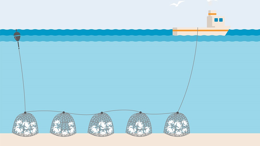 An illustration of how pots and traps are set by commercial fishermen. The drawing shows a boat at the surface, with a line trailing from the boat to the seafloor. Attached to the line are five fish traps set next to each other on the seafloor, with little doodles of crabs in each. The line attaches all pots together, and the end of the line runs up to the surface, attaching to a float.
