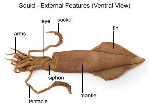 An infographic of external anatomical features of a squid. Arrows point to different features. These include the fins (two symmetrical fins sit opposite of each other at the top of the body), the mantle (the main upper body cavity of the squid--pretty sure this is the part the calamari rings come from), the siphon (a tube protruding from the mantle), eye, arms (the eight shorter limbs), tentacles (the two longer limbs), and suckers at the end of the tentacles.