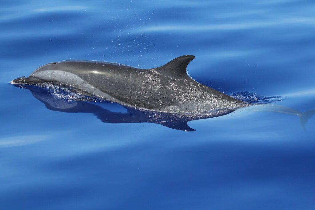 A pantropical spotted dolphin slicing through the water. Half of its body is above the surface, the top of its beak, head, and back visible. The wate around it is dark blue, and looks very soft and calm. The dolphin's back is covered in a dark grey saddle, which runs from the top of its head and dips lower down the body along the back. The dorsal fin is small and curved. A lighter grey stripe runs under the saddle.