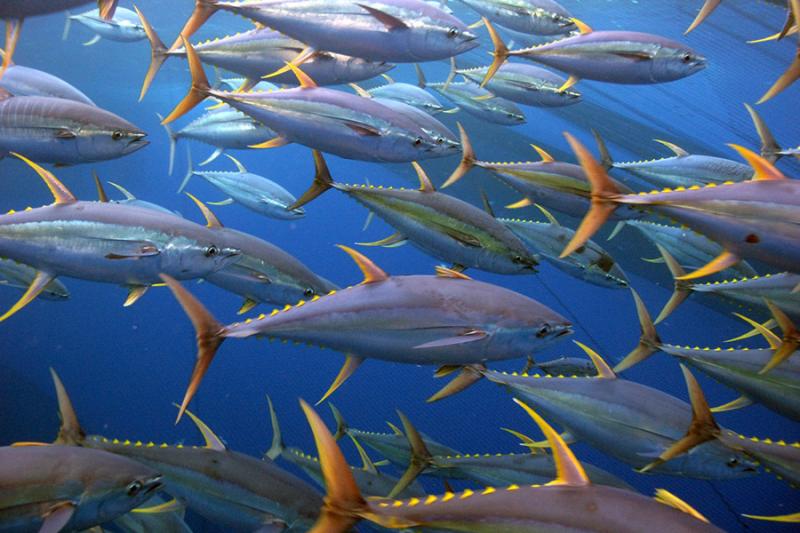 A school of roughly 35 yellowfin tuna swimming towards the right side of the screen. Their dorsal, anal, and tail fins are strikingly yellow in colo. The dark blue patches on top of the fish are noticeable, the yellow stripe down the sides are less so, but it is visible on some fish. The ocean is a dark blue in color.
