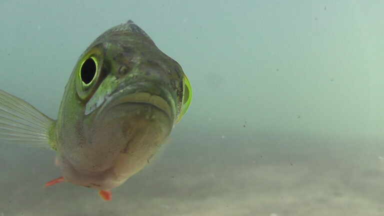 Why Are Fish Ringing Doorbells in the Netherlands?