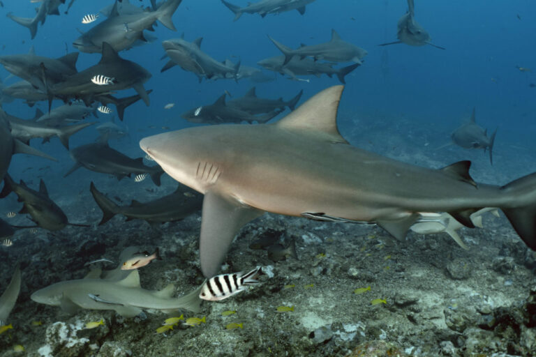An underwater image of a bull shark. The focus of the photo is a bull shark swimming towards the left side of the screen, its head pointed slightly away from the photographer. In the back-left of the image, roughly twenty sharks congregate, all swimming in different directions. Next to the focus shark is a black and white striped fish.