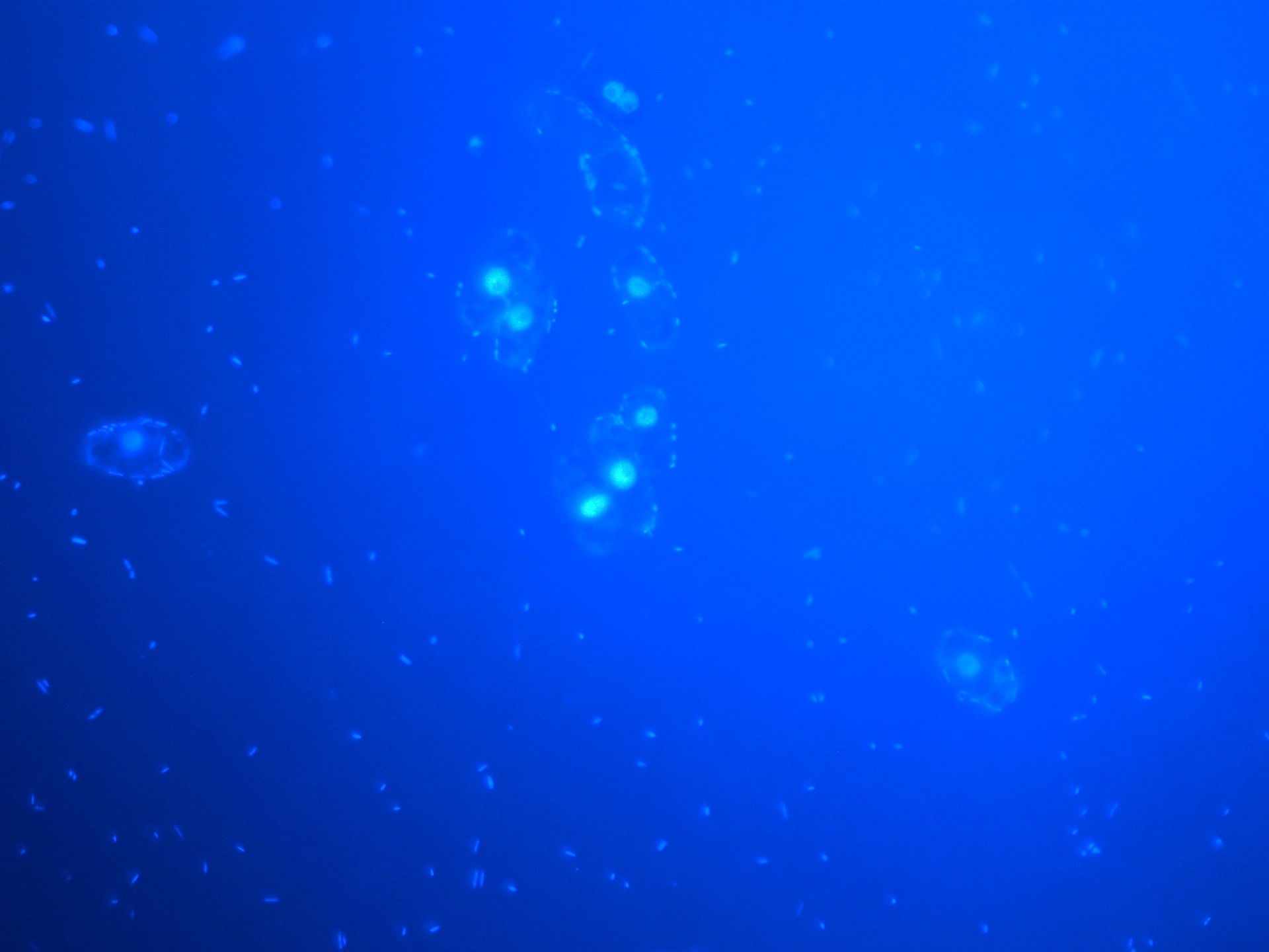 Phytoplankton imaged under a microscope. The background is a deep, rich blue color. The phytoplankton are somewhat of an elongated oval in shape, with a bright, fluorescing sphere in the center. The phytoplankton seem to be see-through, their shape made visible by a faint outline around the edges. Surrounding the phytoplankton are a bunch of small, fluorescent rod-shaped bacteria. They look like sprinkles. A few are clinging to the edges of the phytoplankton cells.