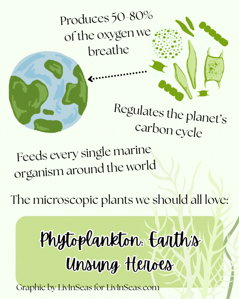 Image is an infographic on a light green background which centers around the discussion of phytoplankton. The infographic features a design of phytoplankton in the top right corner and an arrow pointing to a drawing of earth in the top left corner. Text reads: Produces 50 to 80 percent of the oxygen we breathe. Regulates the planet's carbon cycle. Feeds every single marine organism around the world. The microscopic plants we should all love. (Title text) Phytoplankton: Earth's Unsung Heroes.