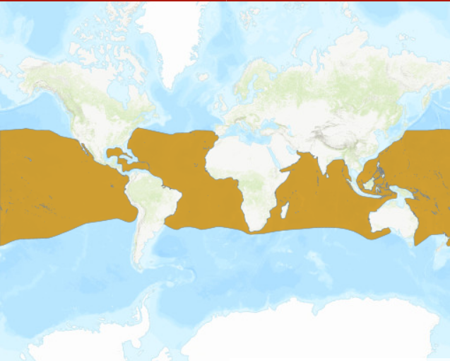 A world map displaying the geographic range of the yellowfin tuna. The range is indicated in light brown. A thick swath of dark brown runs across the entire planet, framing the equator. Yellowfin tuna are found globally!