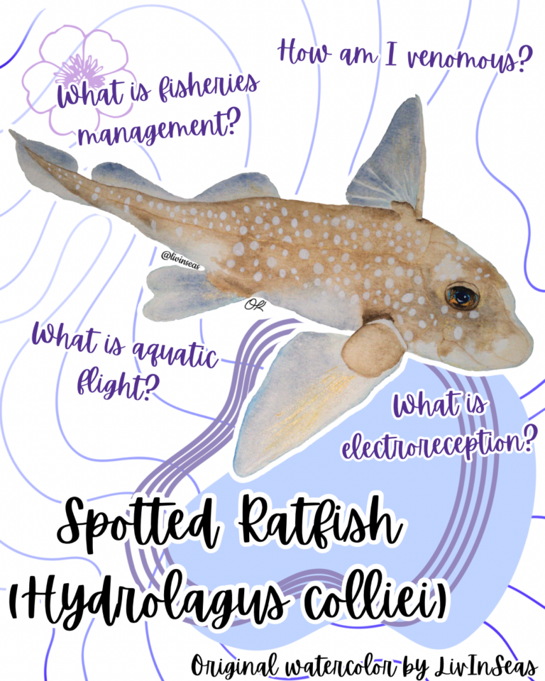 An infographic featuring a watercolor painting of a spotted ratfish. The spotted ratfish is a little, brown chimaera. It has greyish fins, and its tan body is covered in white spots. It has a brown-orange eye, and a cute, cartoon-like ski jump nose. The text on the bottom of the graphic says "Spotted Ratfish (Hydrolagus colliei)". Surrounding the watercolor are the following questions: "How am I venomous?" "What is fisheries management?" "What is aquatic flight?" and "What is electroreception?". The background of the images features purple lines and a purple, abstract blob.