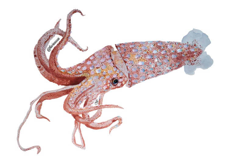 This image is of a watercolor painting of a squid, created by LivInSeas! The squid has a slender body, and its arms and tentacles are splayed out and curled slightly. The squid is reddish. The base of its body is painted with a soft pink/grey color, with some darker red and gold highlights. The body is covered in a large amount of little, red spots, which give it a more reddish appearance and look almost freckle-like. Dotted across the entire body are larger spots that have a similar appearance to seeds on a strawberry. These spots appear to be shiny and silvery, with little blue dots/shading at the top and a pinkish hue in the middle. The squid has one deep, blue eye visible, which appears to look at the camera. At the top of the squid, two small, grey fins attach to the very top, which appear to be folded slightly. The grey fins have small dots of red in the middle close to the body.