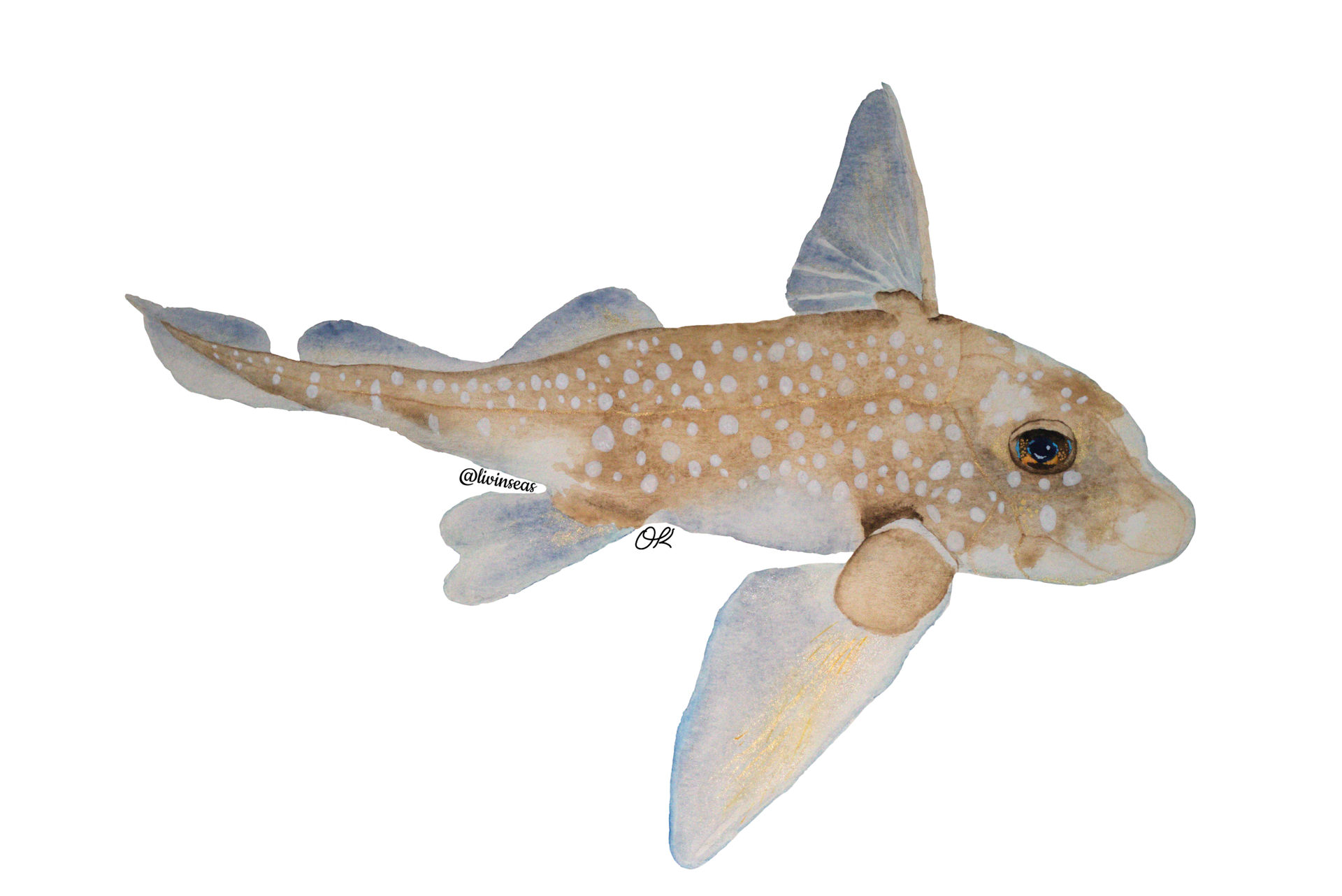 A watercolor painting of a spotted ratfish. The ratfish's body is a brownish color, with white spots covering the body. It has a gold-brown line (lateral line) running down the side of its body, and several lines crisscrossing the face. The nose is sloped, almost like a ski jump shape. Its fins are a blueish grey in color, the pectoral (where an arm would be) fin noticeably large, with little gold reflective lines running down the fin. The fish's eye is brown, with orange and blue.
