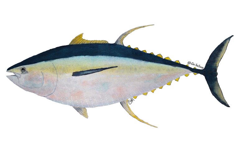 A watercolor painting of a yellowfin tuna by LivInSeas. The tuna has a torpedo shape, with a wide mid-body. It has a stripe of dark blue running down the top of its body. Below the distinct stripe is a gradient from teal to yellow, then a grey/silver lower body. The lower body also has many vertical stacks of white dots running up the belly. The fins are mostly yellow, with a long second dorsal fin and anal fin which extend far off the body, curving backwards. The pectoral fin running down the side of the body is dark blue.