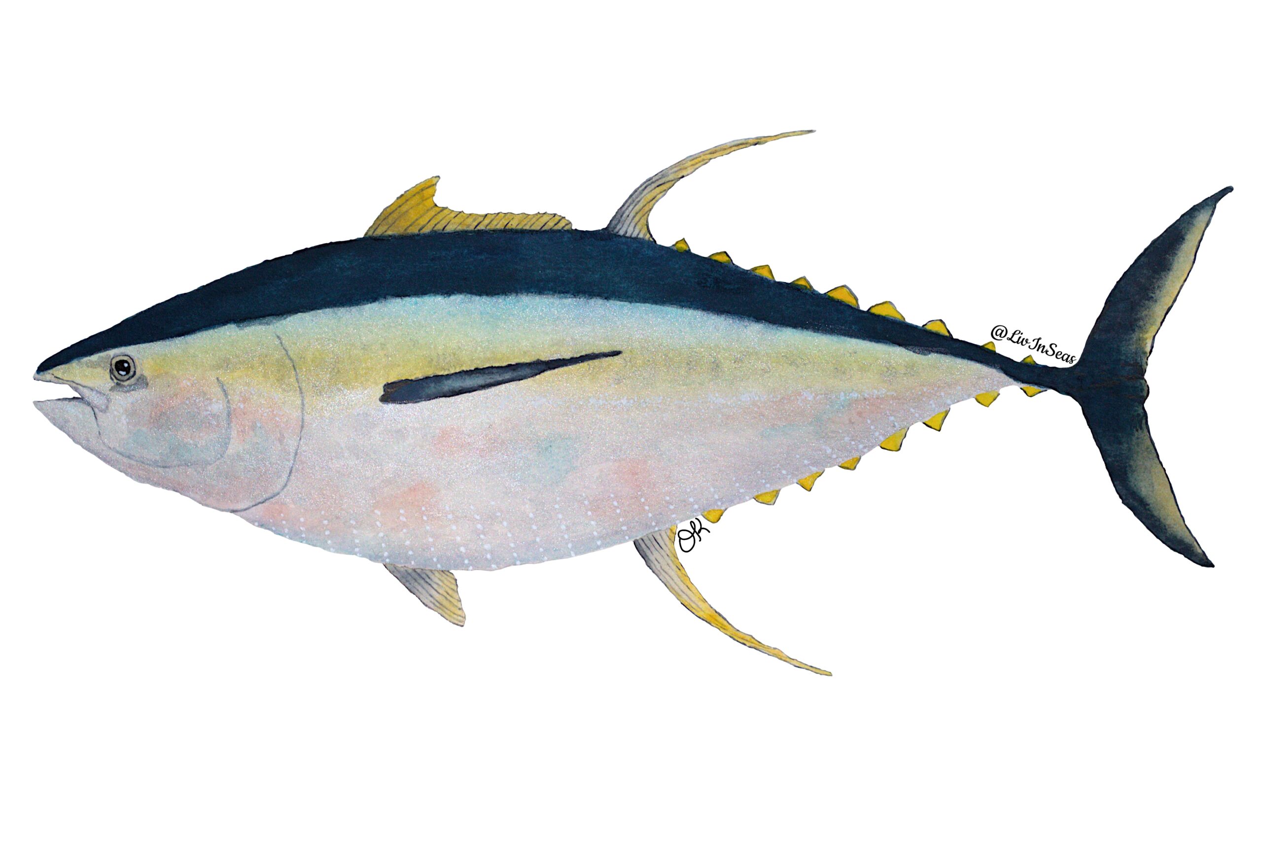 A watercolor painting of a yellowfin tuna by LivInSeas. The tuna has a torpedo shape, with a wide mid-body. It has a stripe of dark blue running down the top of its body. Below the distinct stripe is a gradient from teal to yellow, then a grey/silver lower body. The lower body also has many vertical stacks of white dots running up the belly. The fins are mostly yellow, with a long second dorsal fin and anal fin which extend far off the body, curving backwards. The pectoral fin running down the side of the body is dark blue.