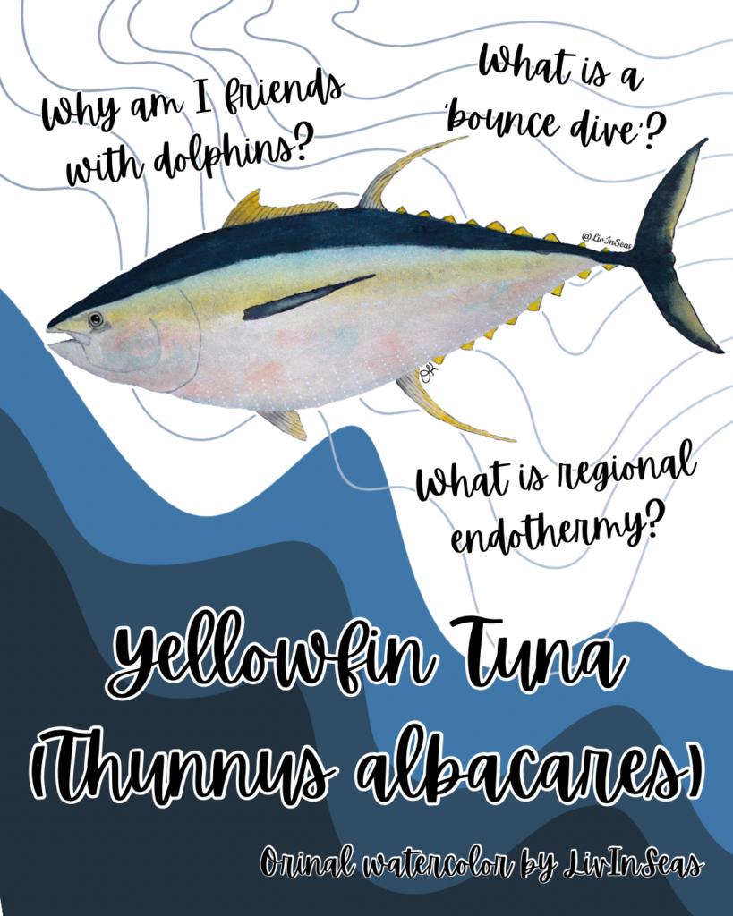A design post featuring LivInSeas' watercolor painting of a yellowfin tuna. The tuna is over a background of geometric blue lines, with a darker, wavy blue blob in the lower left corner. Text on the image reads: "Why am I friends with dolphins? What is a bounce dive? What is regional endothermy? Yellowfin Tuna (Thunnus albacares). Original watercolor by LivInSeas."