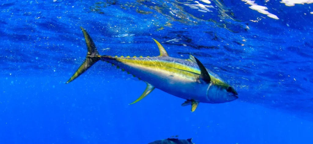 A yellowfin tuna swims near the surface of the ocean. The water is a very deep vibrant blue, and the surface above the fish is rippled. The dark, blue stripe down the tuna's back matches the blue surroundings perfectly. The yellow on its fins and the stripe on its mid-body stands out strikingly against the surrounding waters. It is in the middle of the frame, swimming towards the right side of frame. Its pectoral fins on either side of its body are extended otu to the side.