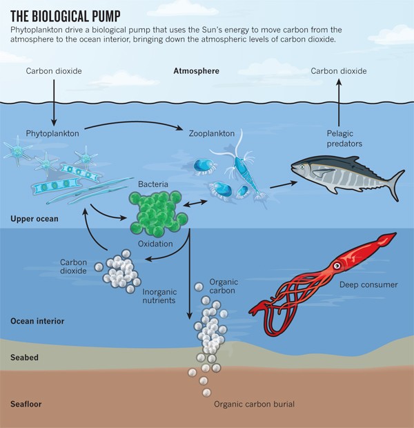 An infographic demonstrating the biological pump of the ocean. Text at the top reads: "The Biological Pump: Phytoplankton drive a biological pump that uses the sun's energy to move carbon from the atmosphere to the ocean interior, bringing down the atmospheric levels of carbon dioxide." The image is divided into five sections: Atmosphere, Upper Ocean, Ocean Interior, Seabed, and Seafloor. The image shows a diagram of how carbon moves through the ocean. Atmospheric carbon dioxide is taken up by the ocean, which phytoplankton use during photosynthesis and turn into biomass. The image then shows arrows pointing from phytoplankton to zooplankton and bacteria, indicating that these groups consume phytoplankton. Arrows point back and forth between bacteria and zooplankton, indicating they both consume each other. Then, an arrow points from zooplankton to pelagic predators, showing consumption. Pelagic predators subsequently release carbon dioxide, some of which is released back into the atmosphere. Sinking waste products from the upper ocean into the ocean interior, it takes the form of carbon dioxide, inorganic nutrients, and organic carbon. A fraction of these are mixed back up into the upper ocean, some is consumed by deep consumers, and the rest sinks into the seabed. A fraction of seabed carbon is buried in rock in the seafloor.
