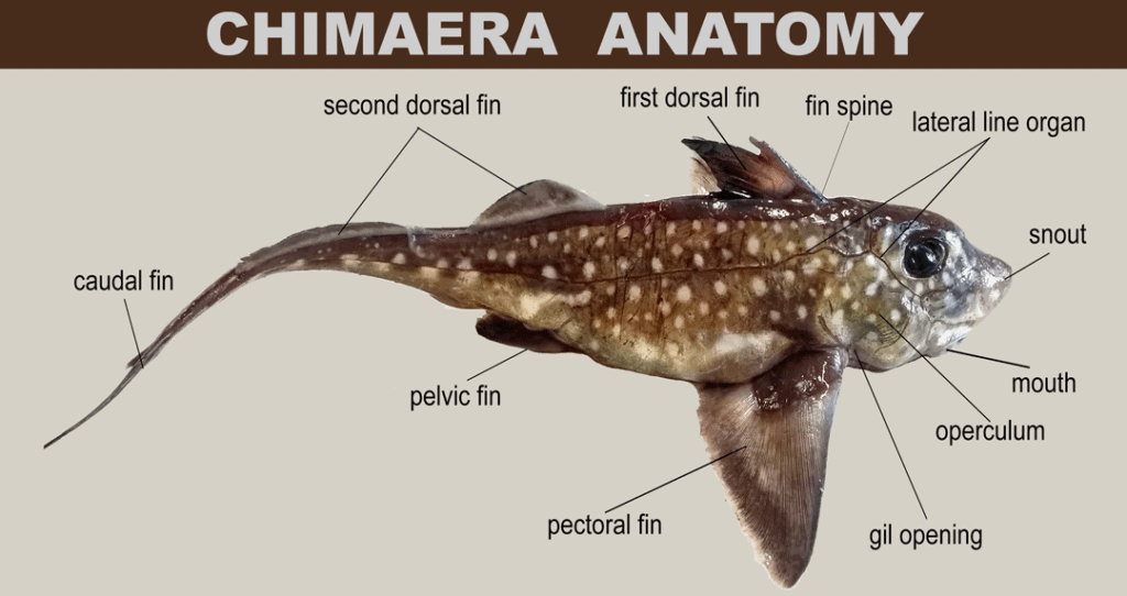 An infographic describing chimaera anatomy. The chimaera points to the right on the screen, its tail drooping slightly. It has brown skin, with white spots across the body. Its pectoral fin is large compared to its other fins. It has large, glossy black eyes, and a ski-jump snout. Its face is slightly more silver in color. Arrows point to the different morphological features, like the first dorsal fin, the fin spine (located ahead of the first dorsal fin), lateral line organ (a textured line running down the side of the chimaera), snout, mouth, operculum (the cheek), gill opening, pectoral fin, pelvic fin (on the bottom of the fish, towards the rear of the body), second dorsal fin, and the caudal fin (tail fin--very tiny on the chimaera)