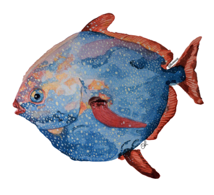 A painting of a smalleye Pacific Opah. It's a blueish fish with a spherical body from a side view, with bright red fins. The mouth is almost beak-like, and a large eye looks at the viewer.