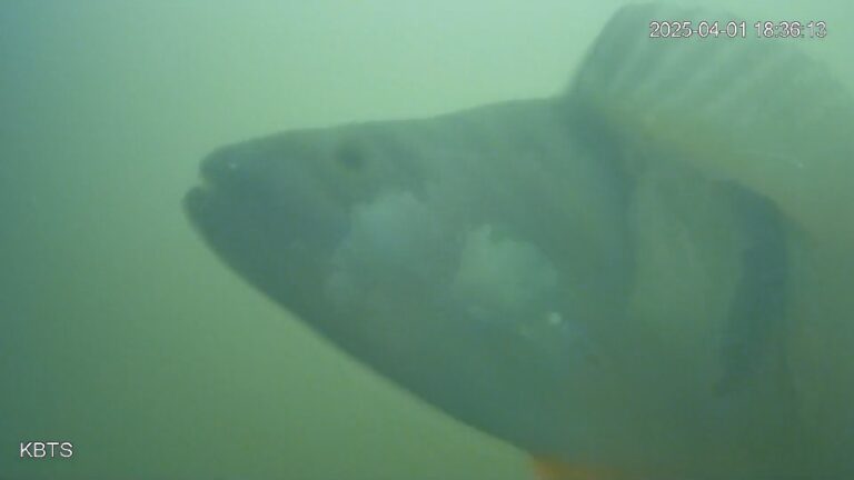 A side profile of a fish in murky, teal water. Its dorsal fin is flared up, and it has a few dark stripes running down its body. Its mouth is slightly open, and its eye seems to be looking just above the camera. Only the fish's head and upper body are in frame.