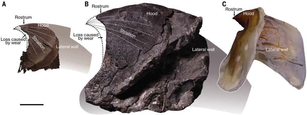 A comparison of jaw sizes between two fossilized cephalopod jaws and one modern cephalopod jaw. Each jaw looks like the beak of a bird, curved with a point at the tip. The leftmost jaw fossil is slightly smaller, and brown in color, belonging to N. jeletzkyi. The center jaw fossil is black in color, and noticeably larger than the other two, belonging to N. haggarti. The rightmost jaw is not a fossil, looking much newer than the other two. It is larger than the first fossil, but not the second.