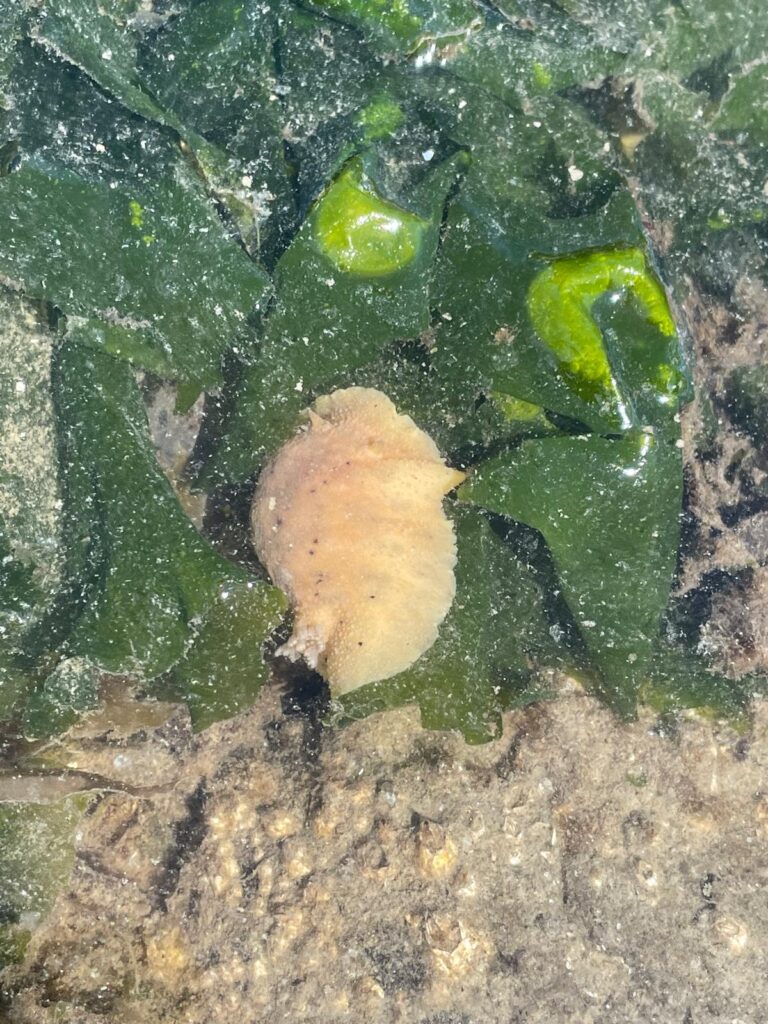 This image shows a nudibranch sitting on top of a light, green piece of seaweed. The nudibranch is a pale flesh-tone in color. There's a few dark spots running along the top of the nudibranch. At the front of the nudibranch, two little eye stalks are visible, looking a little like bunny ears. Towards the back, little pale, fluffy appendages are visible, sticking out like a tail. Those are gills located around the anus!