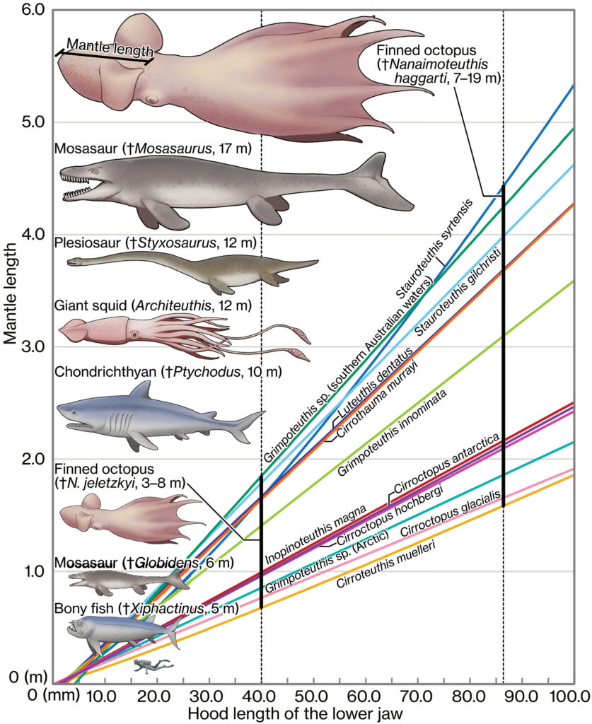 A size comparison between cretaceous creatures. The largest is the Nanaimoteuthis haggarti, estimated to measure between 7 to 19 meters (23 to 61 ft), the next largest being a Mosasaur (17 meters, 55.8 ft). The modern giant squid is included as well, measuring 12 meters, or 39.4 ft.