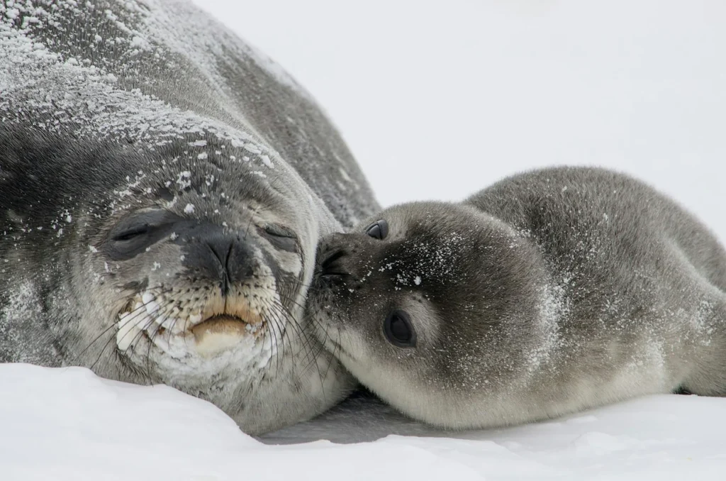 A Weddell Seal mom and pup. The mom lies on the left side of the image, facing the camera. Her eyes are closed serenely. Her fur is dry, except around her eyes, nose, and mouth, where it looks a little damp. The fur around her mouth is stained slightly orange. Her whiskers are long and black. Next to her, her pup lies on the right side of the screen. The pup's eyes are open, and her fur looks soft and fluffy compared to her mother's fur. Her muzzle is pressed against the side of her mother's head, in a "kiss". Both seals have fine dustings of snow resting on top of their coats.