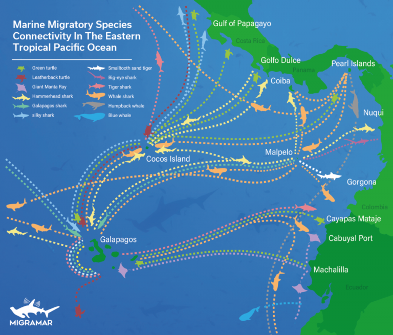 A map of migratory pathways in the eastern tropical pacific ocean. The map shows the various migratory pathways between various species of turtle, ray, shark, and whale between the Galapagos islands, Cocos Island, Mapelo, and the mainland (Mexico, Costa Rica, Panama, Colombia, and Ecuador)