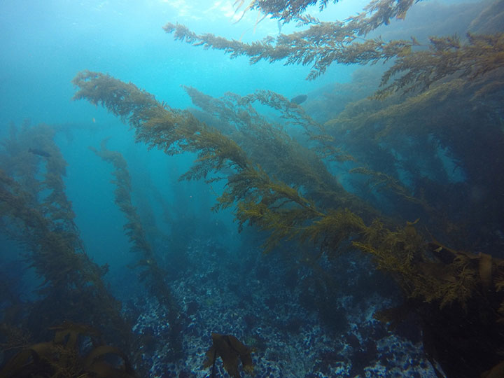 An underwater photo captured of a kelp forest in Point Lobos State Marine Reserve. The kelp angles upwards and diagonally towards the surface, stretching up towards the light. The background is blue, and quite clear.