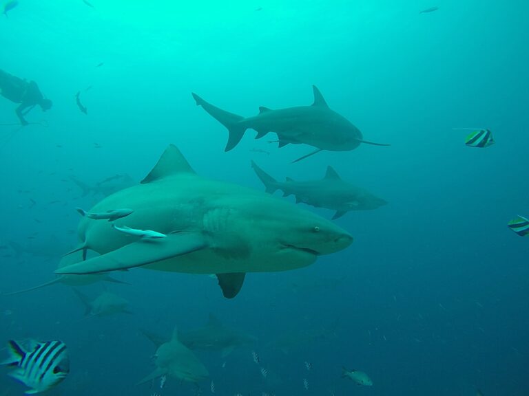 An underwater photo. The image features a bull shark in the center of the frame, swimming to the right. Several more sharks are present in the frame, but not the focus of the image. The other sharks swim mostly towards the right of the frame. The frame also includes smaller, striped fish surrounding all the sharks. In the background, a scuba diver is visible swimming into frame.