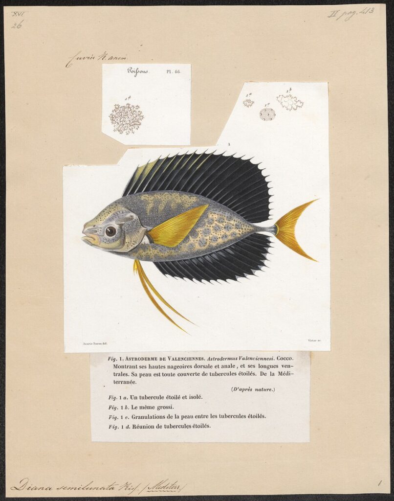 An illustration the juvenile form of the louvar, by Georges Cuvier, 1828.  The fish's body is somewhat elongated, but it lacks the bulging forehead of the adult form. Its dorsal and anal fins are still blue, but start slightly further back on the body. Its pelvic fin is very long and pointed, different than the short and rounded form on the adult body. The body is silvery, with spots, and the caudal and pectoral fins are still yellow.