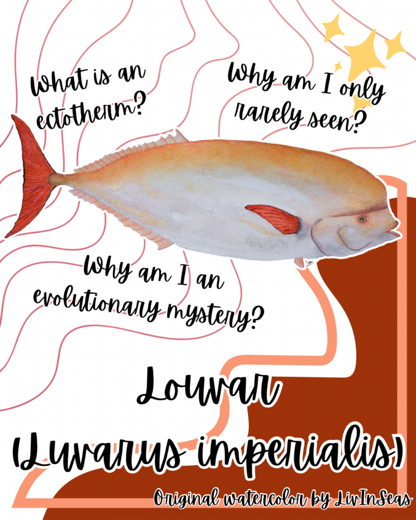 A design post featuring LivInSeas' watercolor painting of a louvar. The louvar is over a background of geometric orange lines, with a darker, wavy reddish-brown blob in the lower left corner. Text on the image reads: "What is an ectotherm? Why am I rarely seen? Why am I an evolutionary mystery? Louvar (Luvarus imperialis). Original watercolor by LivInSeas."