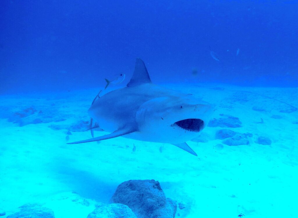An underwater photo. The image features a bull shark in the center of the frame, pointing at an angle to the right. The bull shark's mouth is open, not to attack, but as if it is mid-gulp, which gives it a rather silly expression. The frame also includes smaller fish surrounding the shark. The seafloor is primarily white sand, with rocks here and there. The image is very blue-tinted.