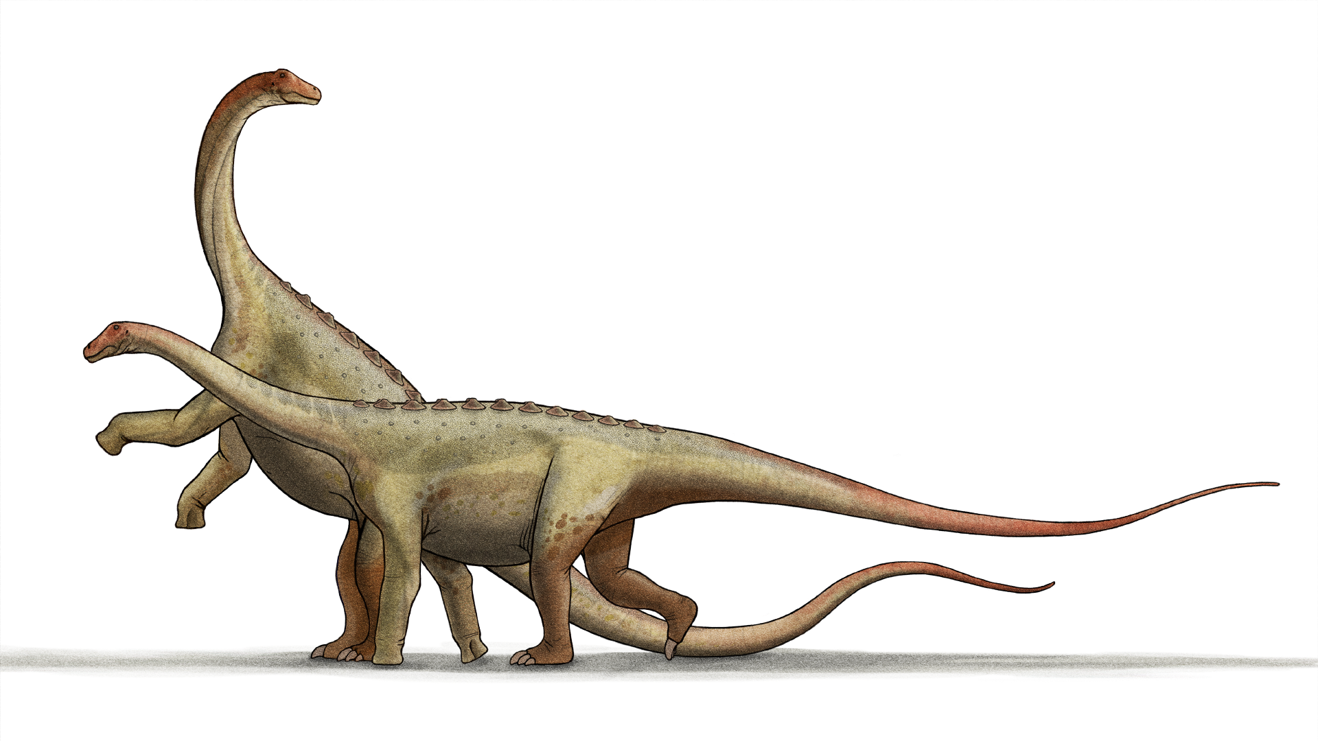 An illustration of two sauropods (Saltasaurus) moving towards the left of the screen. The one in the foreground is walking on all fours, the one in the background has reared up on its hind legs. Both dinosaurs have reddish tints to their faces, tails, and hind legs, while the rest of their bodies are greenish-brown in color. The dinosaurs have a few short, stumpy spines running down their backs. The dino's necks and tails are very long, while their legs are short compared to the length of their body.