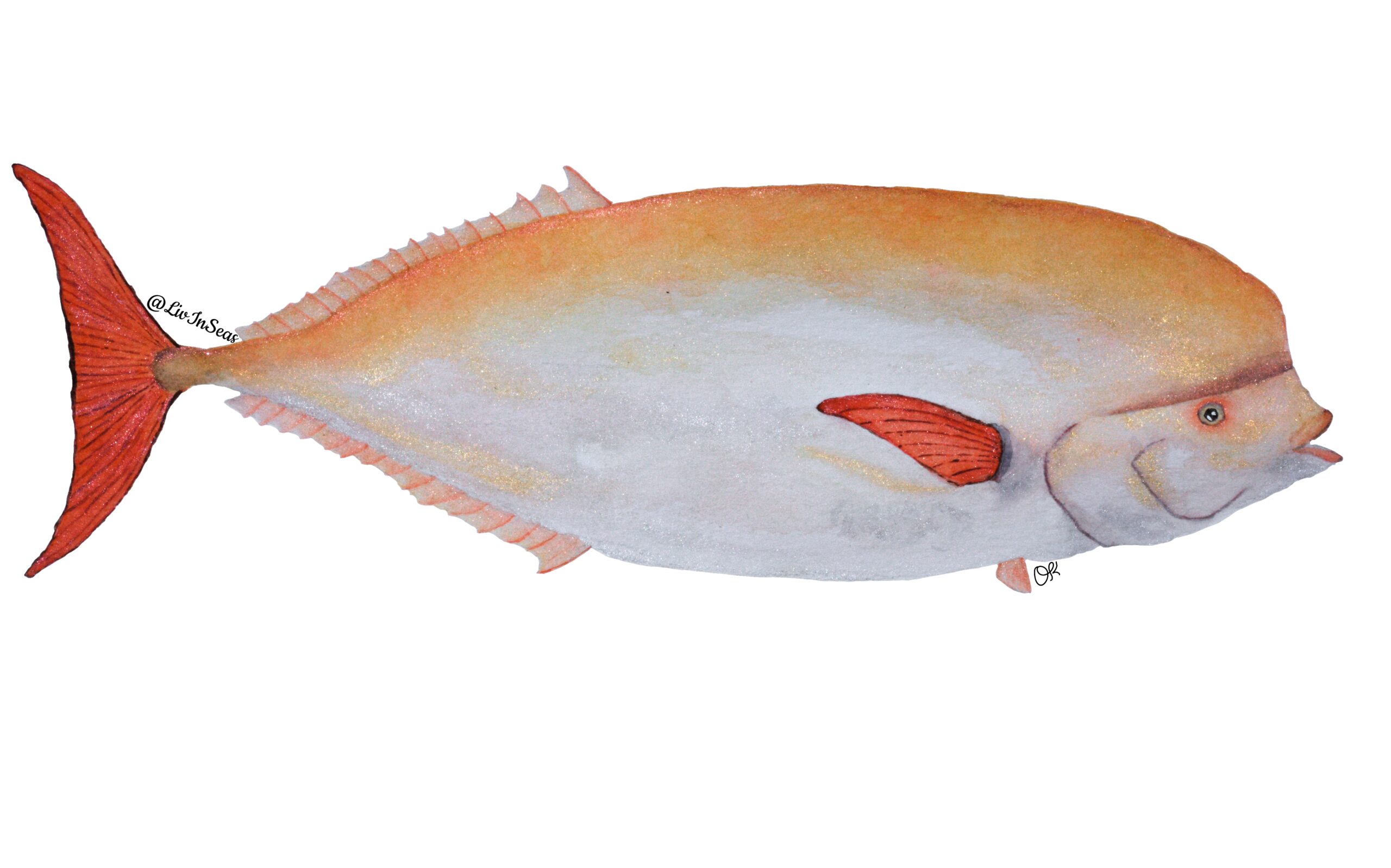 A watercolor painting of a louvar fish by LivInSeas. The louvar has a torpedo shape with a beluga-like rounded head. There's a shaded crease where this rounded head meets the face. The louvar is orange-silver, with the orange color reflecting more from the top of the fish, and the grey-silver color across the midbody/bottom of the fish. The pectoral and caudal (tail) fins are bright blood-orange/red. The dorsal and anal fins stretch from almost the tail of the fish to about 1/3 uup the body, and are much lighter in color, with only faint red fin rays and grey in between each ray. The pelvic fin is very small, and a similar faint reddish-grey to the dorsal and anal fins. The lips of the fish are reddish, and look a bit parrot-like. The eye is smaller, and surrounded by reddish coloration.