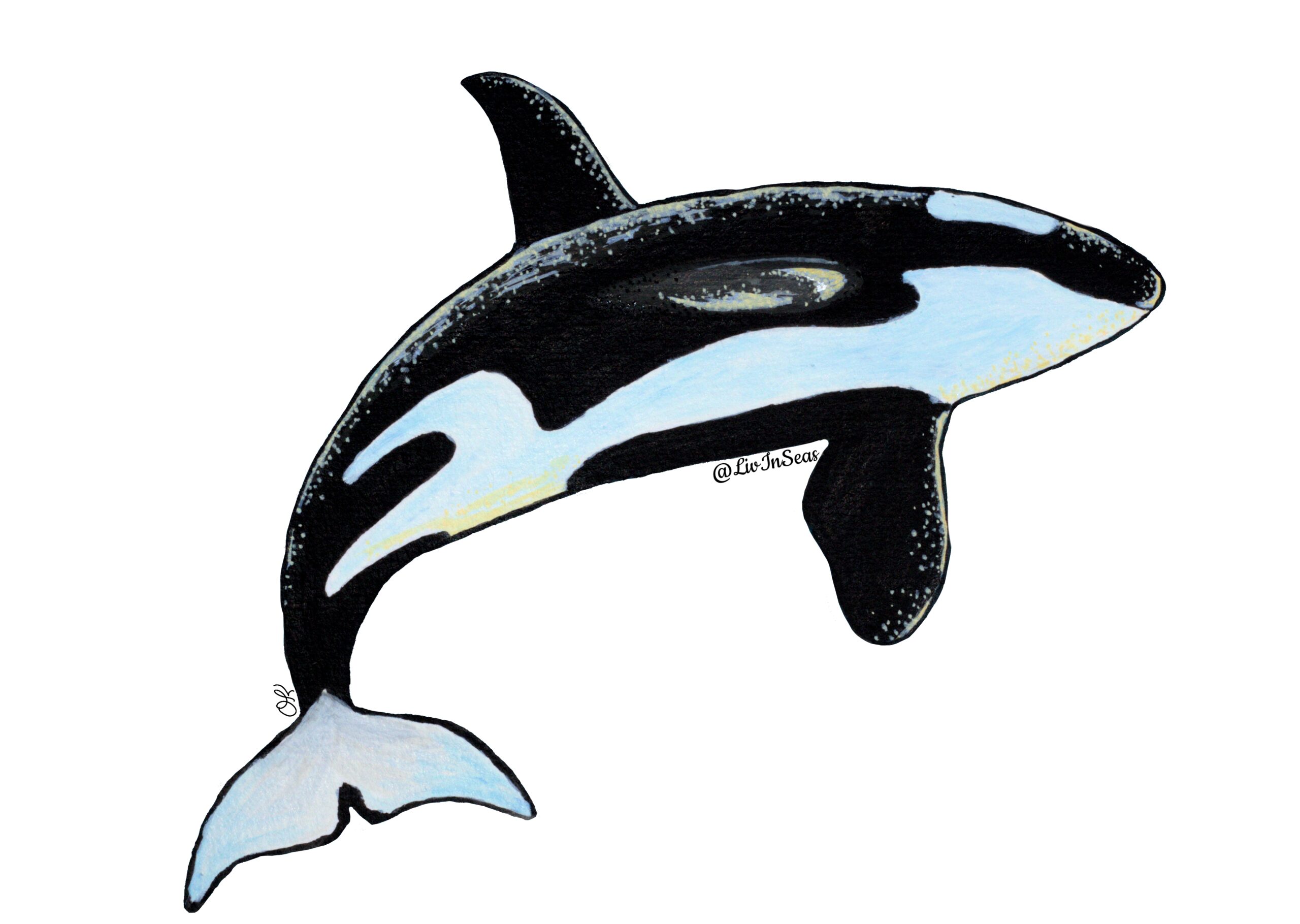 An illustration of an orca by LivInSeas, done with acrylic marker. The orca is leaping to the left, its body arcing and its tail pointed downwards. The orca's belly is visible, white running down the mid section. One fin is pointed downwards, the other is out to the side. The orca has glossy yellow highlights running down its back, along the front of its dorsal and pectoral fins, and along its belly
