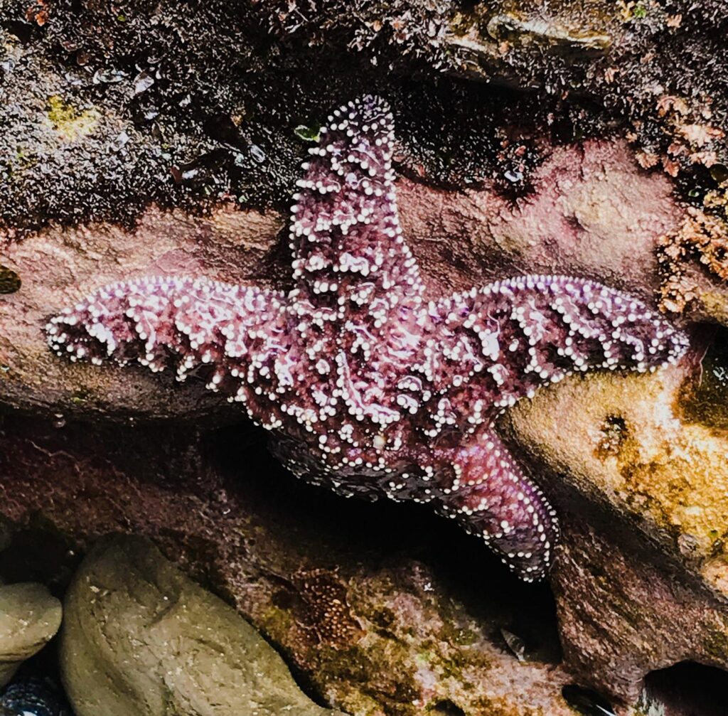 A purple ochre sea star resting on a rock. 4 of its 5 limbs are visible, and one is tucked under the side of the rock. The rock is shades of purple-brown and yellow-brown, with patches of dark brown algae coating the top of the stone. The starfish has hard, white dots covering its entire body, characteristic of an ochre sea star (pisaster species)