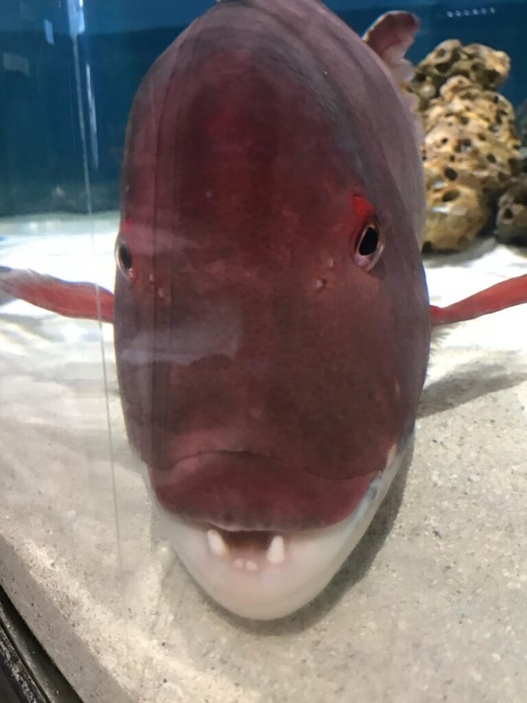 A front view of a California sheephead fish sitting inside an aquarium. Her mouth is open, revealing two long, sharp teeth, like canines, and two small, blunt teeth. Her head is dark red, almost dusky in appearance, and both pectoral fins are splayed out to the side of her massive head like airplane wings.