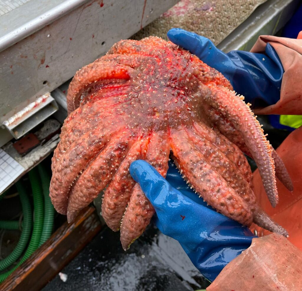 This image shows a person wearing fishing gear holding a sunflower sea star. The image is captured from over the person's shoulder, so only their arms and hands and torso are visible. The sunflower sea star is bright orange, with a dark center, and it has many legs. 17 of its legs are visible in the photo. One leg is turned slightly, so its sucker cups are visible.