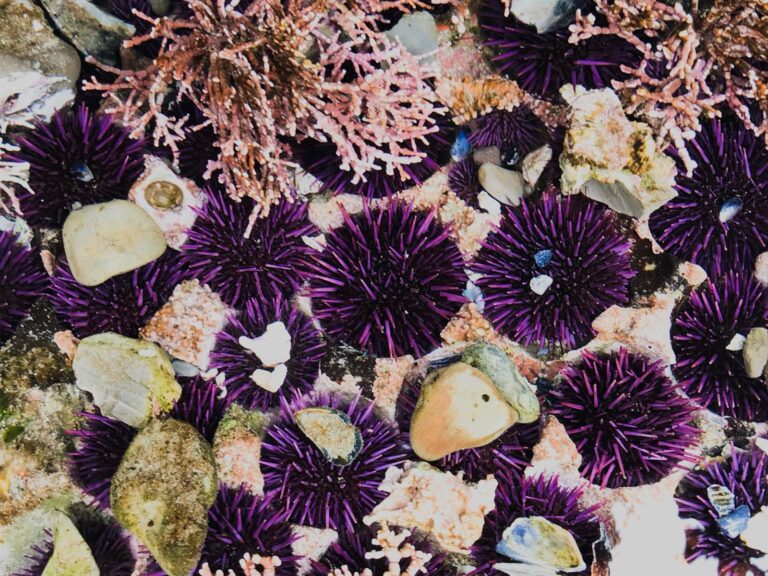 A group of Pacific Purple Sea Urchins sitting in carved-out holes in rocks in the intertidal zone. Some are holding objects (rocks, pieces of shells) on top of them for protection. Some red, coralline algae sits in the top left and right of the image. drifting with the current.