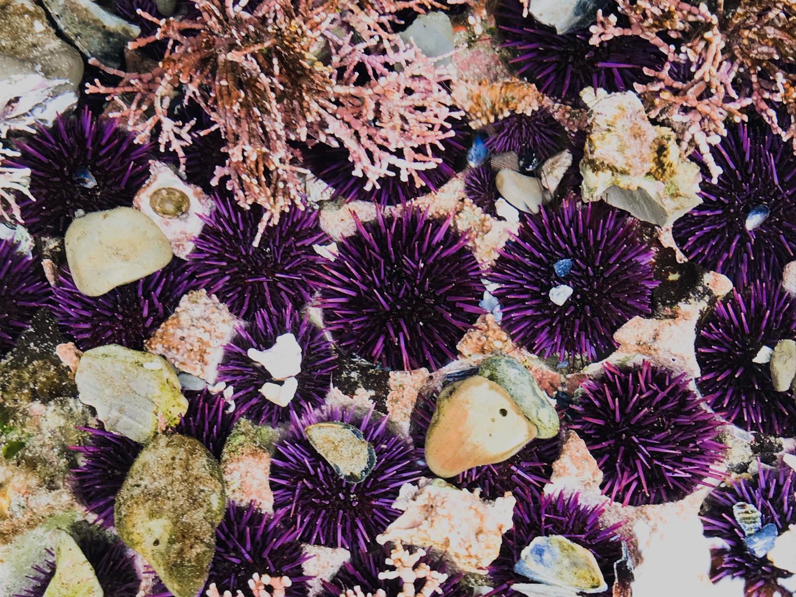 A group of Pacific Purple Sea Urchins sitting in carved-out holes in rocks in the intertidal zone. Some are holding objects (rocks, pieces of shells) on top of them for protection. Some red, coralline algae sits in the top left and right of the image. drifting with the current.