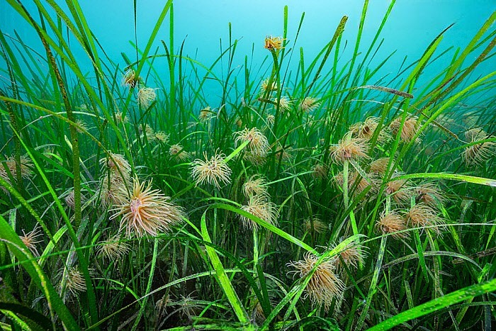An underwater photo of a flowering eelgrass meadow. The water in the background is teal, and the grass in the foreground stretching up towards the top of the frame is a bright green in color. The flowers almost look like tentacles, like a flock of anemones or nudibranchs settled on the grass. The flowers are a pale tan in color.